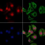 SPIC Antibody in Immunocytochemistry (ICC/IF)