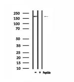 ARID1B Polyclonal Antibody