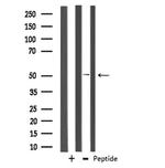 CABC1 Antibody in Western Blot (WB)
