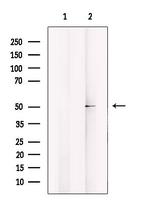 CABC1 Antibody in Western Blot (WB)