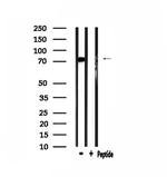 ATF6-beta Antibody in Western Blot (WB)
