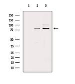 ATF6-beta Antibody in Western Blot (WB)