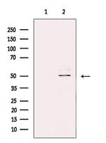 ZNF436 Polyclonal Antibody