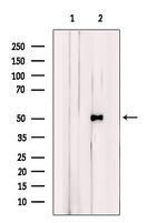 BHLHE41 Polyclonal Antibody