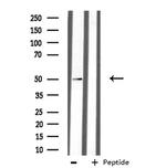 MUC13 Antibody in Western Blot (WB)