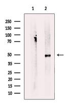 SERC1 Polyclonal Antibody