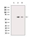 FOXD3 Antibody in Western Blot (WB)