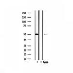 FOXD3 Antibody in Western Blot (WB)