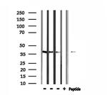 HTR1F Polyclonal Antibody