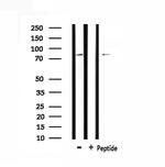 M-cadherin Polyclonal Antibody