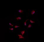 CDH18 Polyclonal Antibody