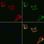 CDH9 Antibody in Immunocytochemistry (ICC/IF)