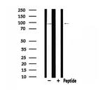 CDH9 Antibody in Western Blot (WB)