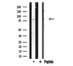 CDH9 Antibody in Western Blot (WB)