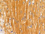 COX6C Polyclonal Antibody