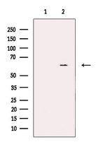 CYP26C1 Polyclonal Antibody