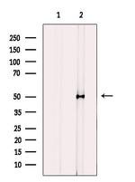CYP2J2 Polyclonal Antibody