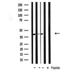 DNAJB4 Antibody in Western Blot (WB)