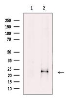 FGF18 Polyclonal Antibody