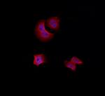 HSPB2 Polyclonal Antibody