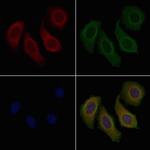 TRAF3IP3 Polyclonal Antibody