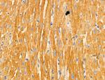 TRAF3IP3 Antibody in Immunohistochemistry (Paraffin) (IHC (P))
