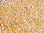 TRAF3IP3 Antibody in Immunohistochemistry (Paraffin) (IHC (P))