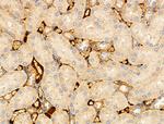 TRAF3IP3 Antibody in Immunohistochemistry (Paraffin) (IHC (P))