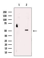 PSMD12 Polyclonal Antibody