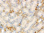 MRPL15 Antibody in Immunohistochemistry (Paraffin) (IHC (P))
