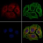 MRPL44 Polyclonal Antibody