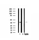 MRPL44 Antibody in Western Blot (WB)
