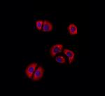 RPL27A Antibody in Immunocytochemistry (ICC/IF)
