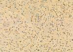 RPL27A Antibody in Immunohistochemistry (Paraffin) (IHC (P))