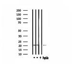 RPL27A Antibody in Western Blot (WB)