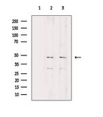 RPL3 Polyclonal Antibody