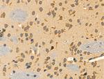 RPL34 Polyclonal Antibody