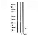 RPL34 Antibody in Western Blot (WB)