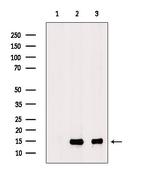 RPL34 Antibody in Western Blot (WB)