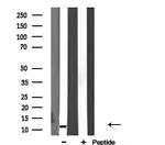 RPL34 Antibody in Western Blot (WB)