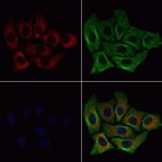 RPL35 Polyclonal Antibody