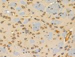 RPL35 Antibody in Immunohistochemistry (Paraffin) (IHC (P))