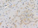 RPL35 Antibody in Immunohistochemistry (Paraffin) (IHC (P))