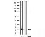 RPL35 Antibody in Western Blot (WB)