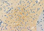 ABHD7 Antibody in Immunohistochemistry (Paraffin) (IHC (P))