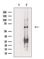 SLC33A1 Polyclonal Antibody
