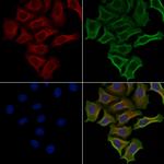 PHYKPL Antibody in Immunocytochemistry (ICC/IF)