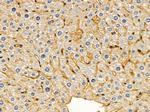 PHYKPL Antibody in Immunohistochemistry (Paraffin) (IHC (P))