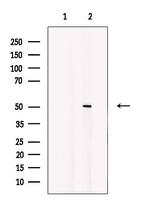 PHYKPL Antibody in Western Blot (WB)
