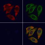 Alpha Sarcoglycan Polyclonal Antibody